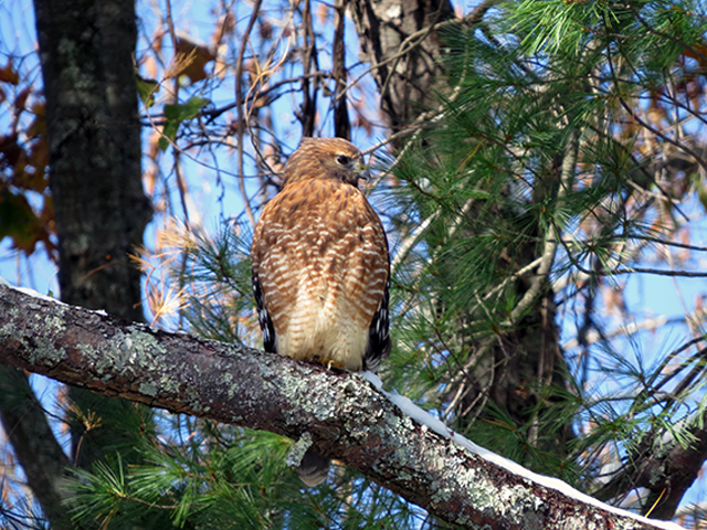 Red-shouldered Hawk by Simon Thompson